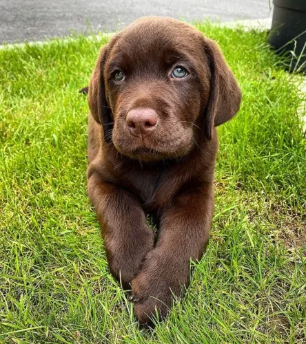Filhote de Labrador O Amigo Fiel Que Vai Crescer Ao Seu Lado