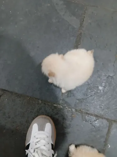 Venda de filhotes de Spitz Alemão