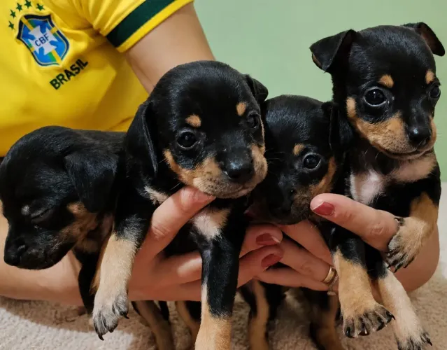 Pinscher 