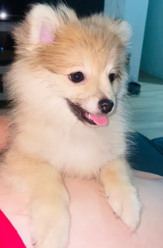 Lulu fêmea 4 meses