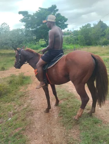 CAVALO NOME: ZEUS