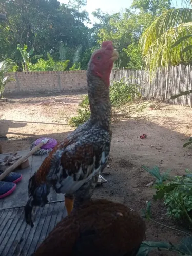 Galinha carioca 
