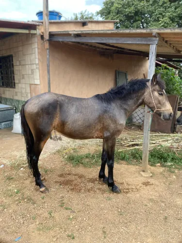 Cavalo Poltro