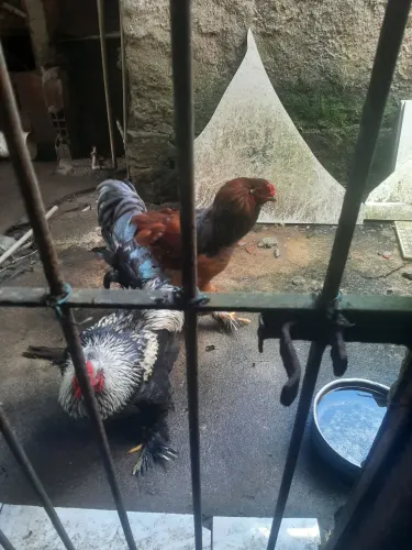 Galos e galinhas Brahma