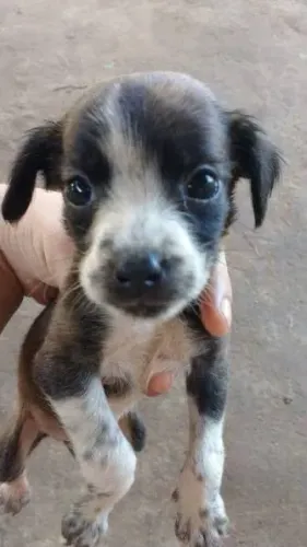 Filhote pra adoção 