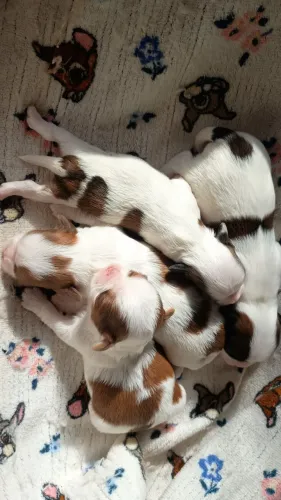 Shihtzu Mini para dia das Criancas!