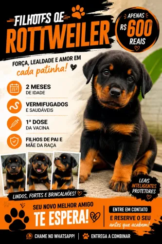 Vendo filhote de Rottweiler 