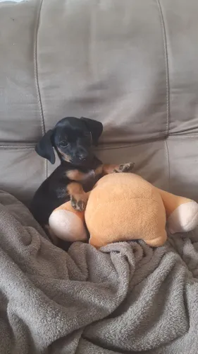 Filhote de cachorro pincher