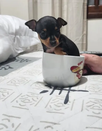 Pinscher 0 -Certificado CBKC