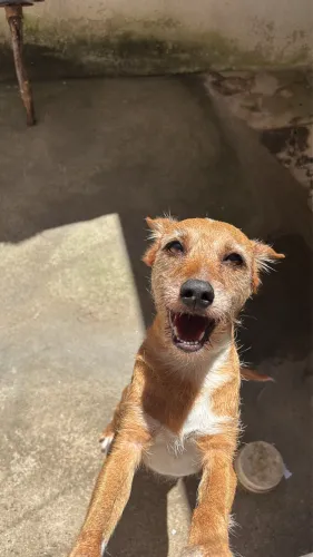 Doa-se cachorra de 6 anos fêmea.