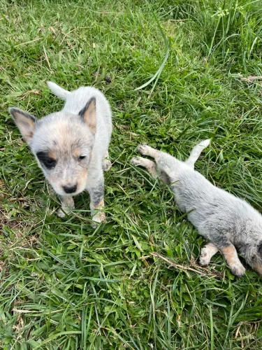 Filhotes de bruriller