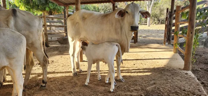 Vaca Nelore