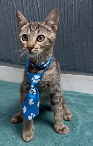 Gatinhos Tabby cinza disponíveis para adoção responsável