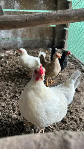 vendo galinha garnizé + três pintinhos com dois meses e meio de idade 