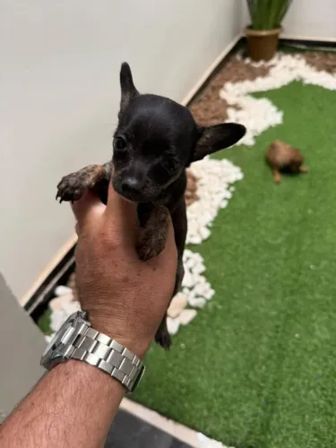Pinscher Mini macho e fêmea