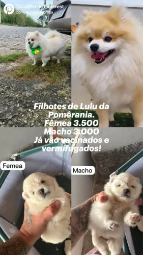 Filhotes de Lulu da Pomêrania