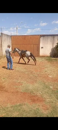 Égua a venda 