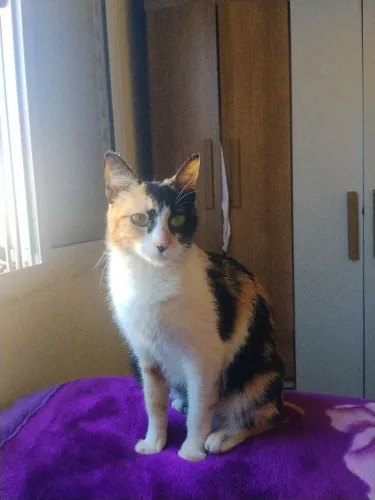 Doação de gato