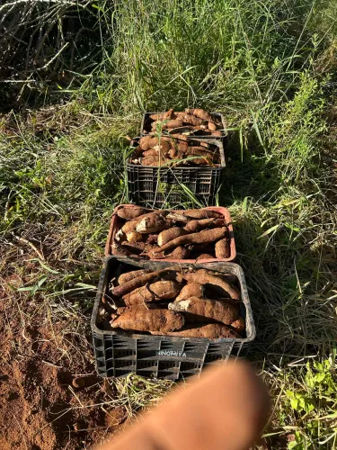Vendo mandioca amarela ! 