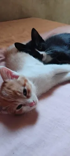 Doa-se casal de filhotes de gato