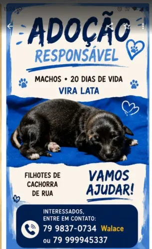 Cachorro adoção 
