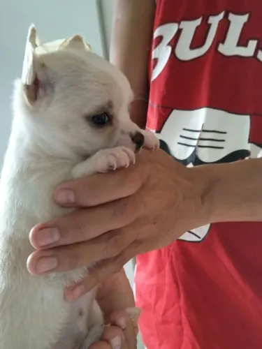 Chihuahua