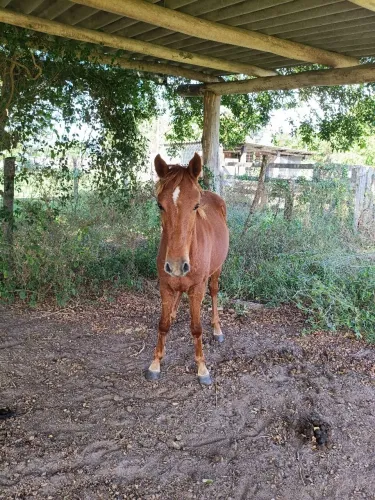 Potro meio sangue quarto de milha