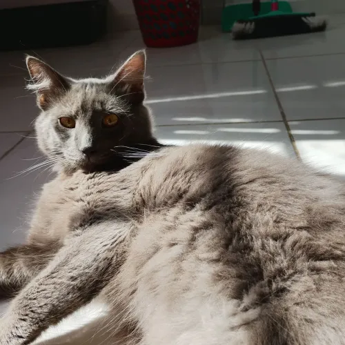 Gato cinza