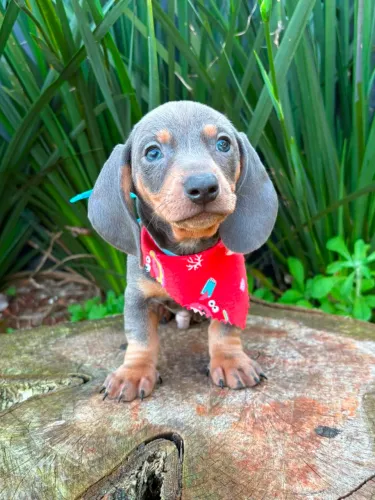 dachshund blue and tan cor exótica