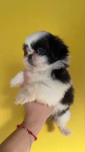 Shih Tzu Filhote Fêmea