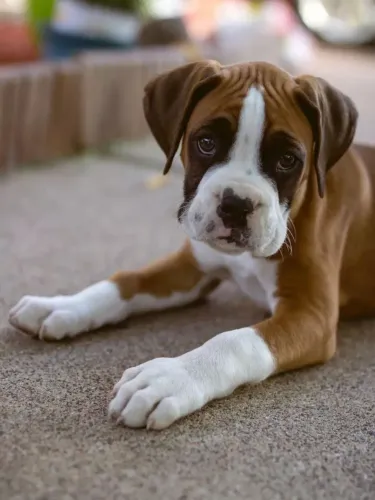 Filhotes De Boxer - Os Filhotinhos Mais Encantadores Estão Pronto Para Ir Pro Novo Lar