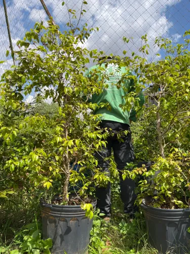 Jaboticaba híbrida 