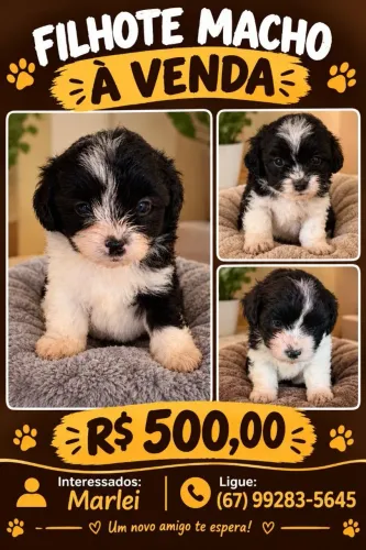 Cachorros  shiatsu 