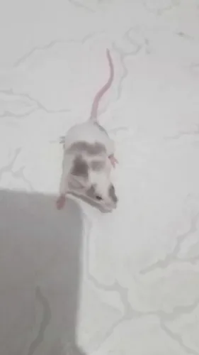 Hamster Twister filhotes 