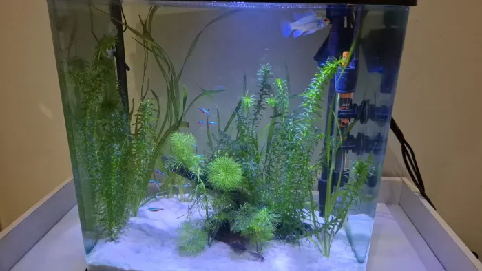 Aquario boyu