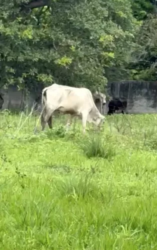 NELORE Vacas e filhotes