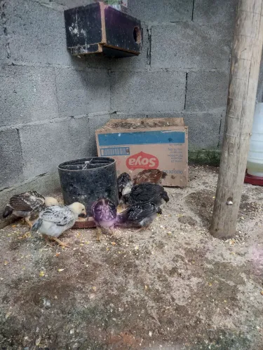 Pintinhos caipira