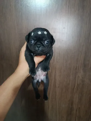 Pug fêmea 