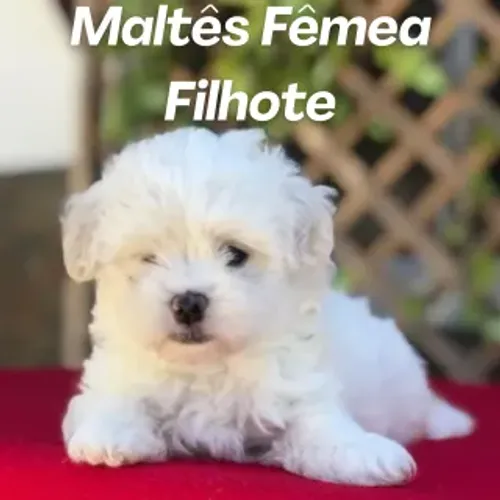 Maltês Fêmea mini Filhote linda