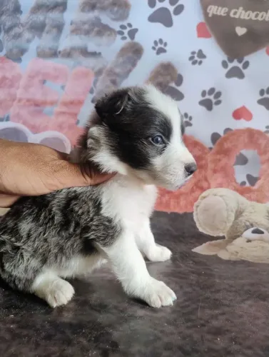 Border Collie blue merle e preto branco disponíveis!