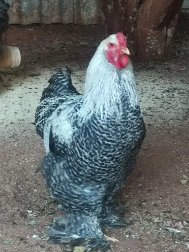 Galos , galinhas , Brahma 