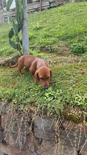 DASCHUND SALSICHA macho 5 meses