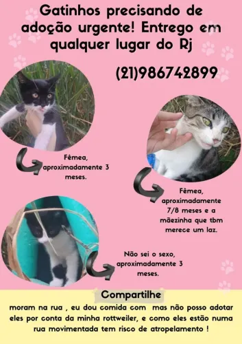Gatos para doação 