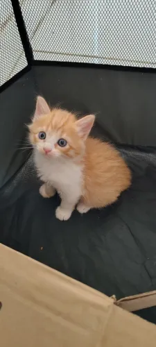 Gatinho Filhote Macho