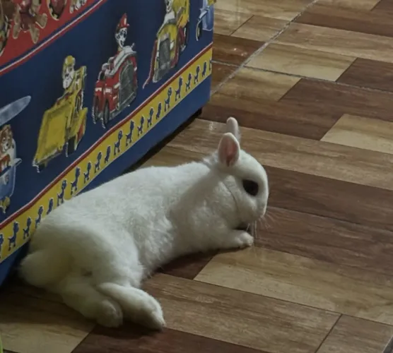 Vendo coelho netherland anão