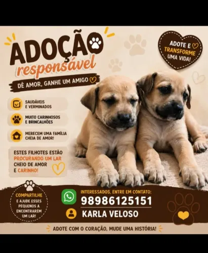Doação de Cachorras