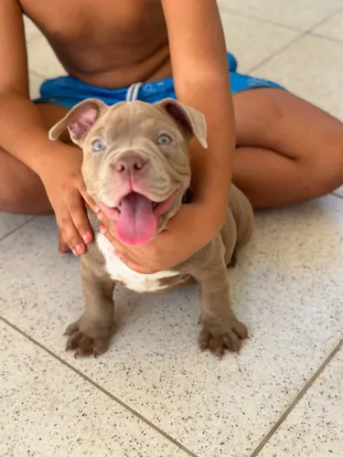 AMERICAN BULLY MICRO FEMEA