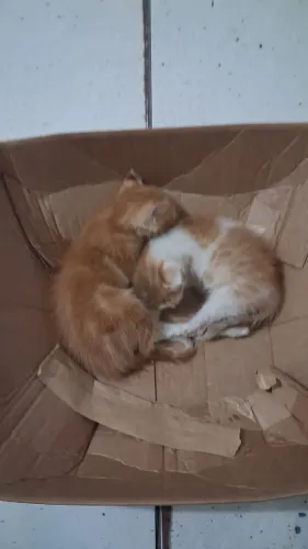 Doação de gatos 
