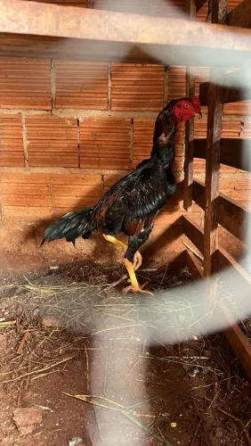Galo Indio