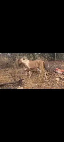 Vende-se cavalo